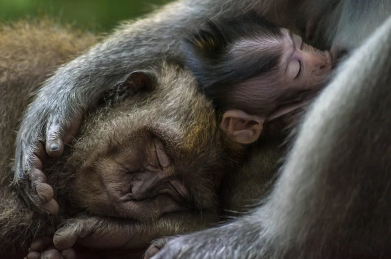 Фото: Tom Vierus, worldnaturephotographyawards.com