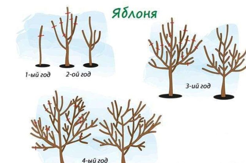 Саженцы яблони: как вырастить из семечки