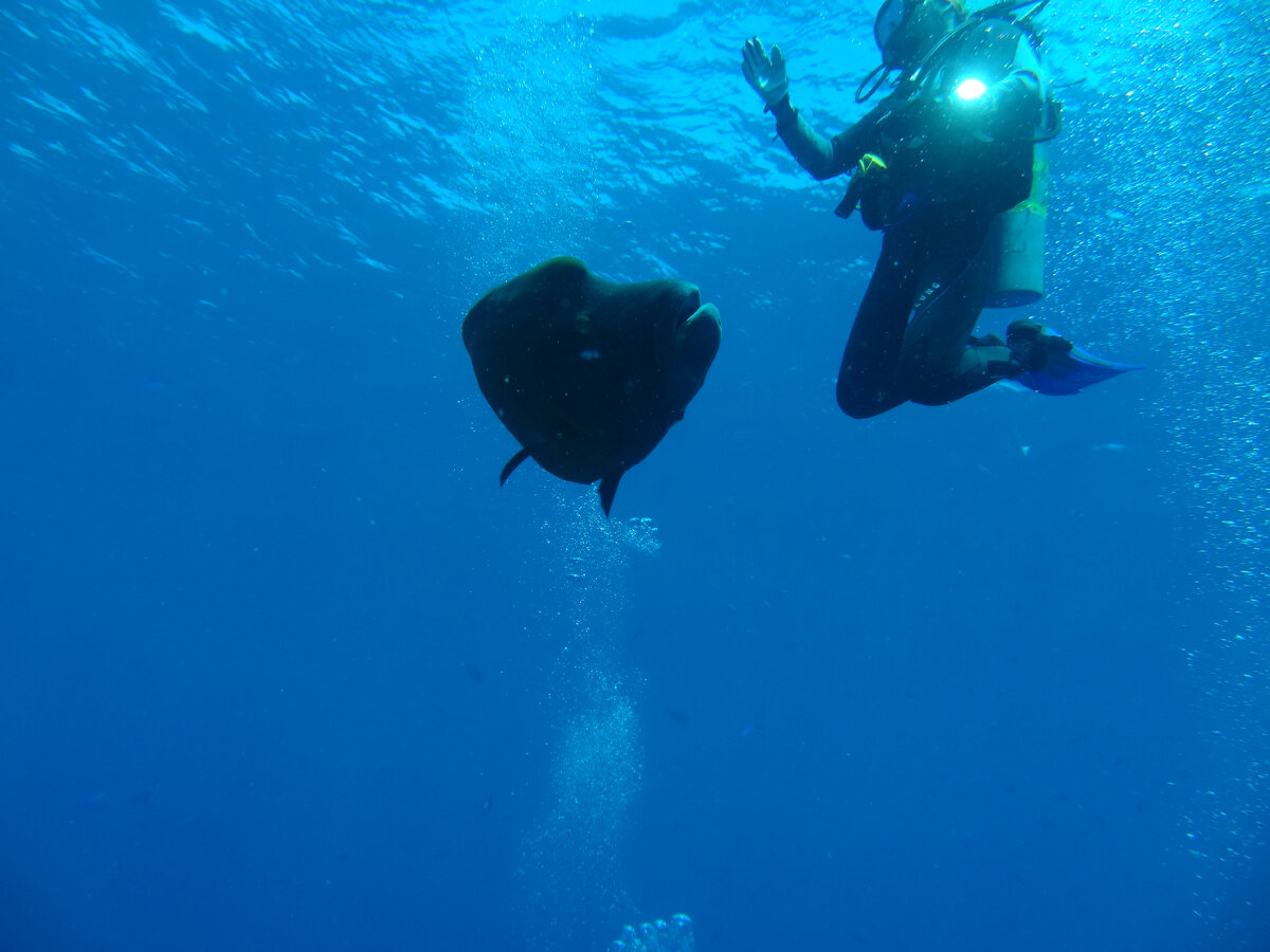 Это я с наполеоном. С акулой не рискнула ;) А Наполеон хоть и крупный, но очень дружелюбный.