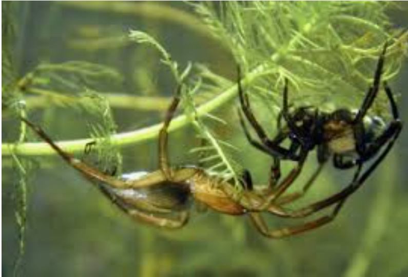 Идёт разъярённая борьба за территорию.