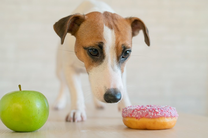 В большинстве случаев диабета возникает после того, как собаке исполнится 5 лет, и при наличии разных факторов риска (неправильное питание, лишний вес, хронические болезни и тп.).