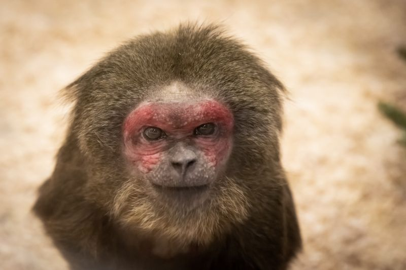 Эй, негодник, ты чего там удумал? 