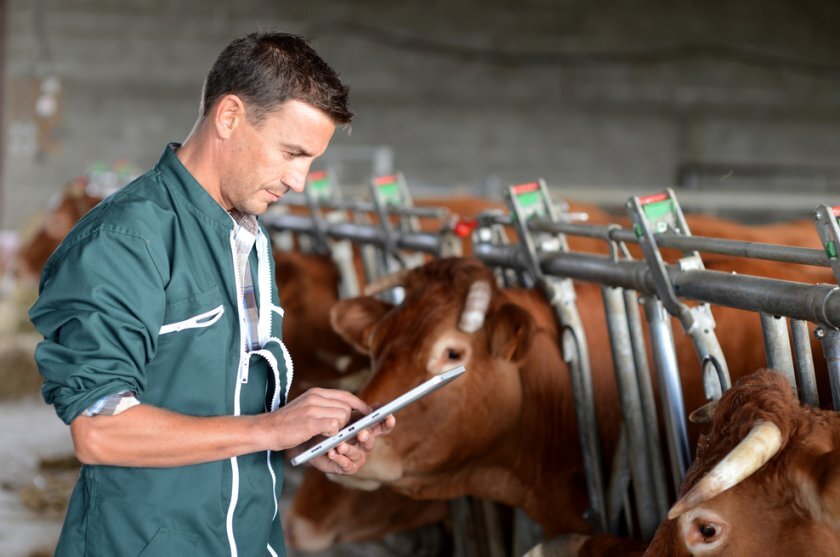 Самостоятельно определить заболевание очень сложно, поэтому, если возникают малейшие подозрения на недуг, лучше сразу обратиться к специалисту. На практике применяются несколько способов определения возбудителя болезни: аллергические и серологические пробы, бактериальное исследование. Для этого практикуется взятие крови коровы, а также околоплодных вод и кусочков внутренних органов абортированного плода после отела. Перед реализацией продукты убоя также подвергаются тщательному исследованию. Наиболее популярными методами диагностики являются реакция агглютинации Райта и аллергическая проба.