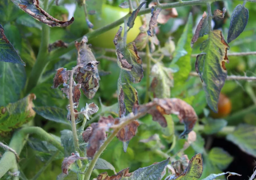 Кладоспориоз томатов