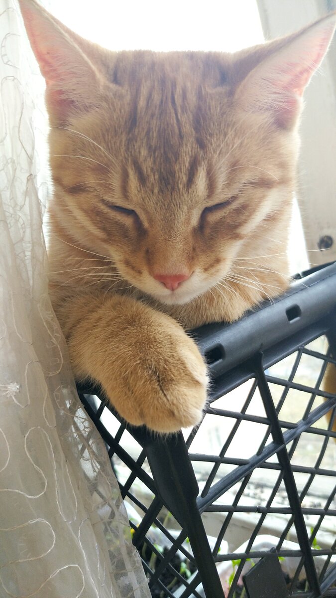 Личное фото.