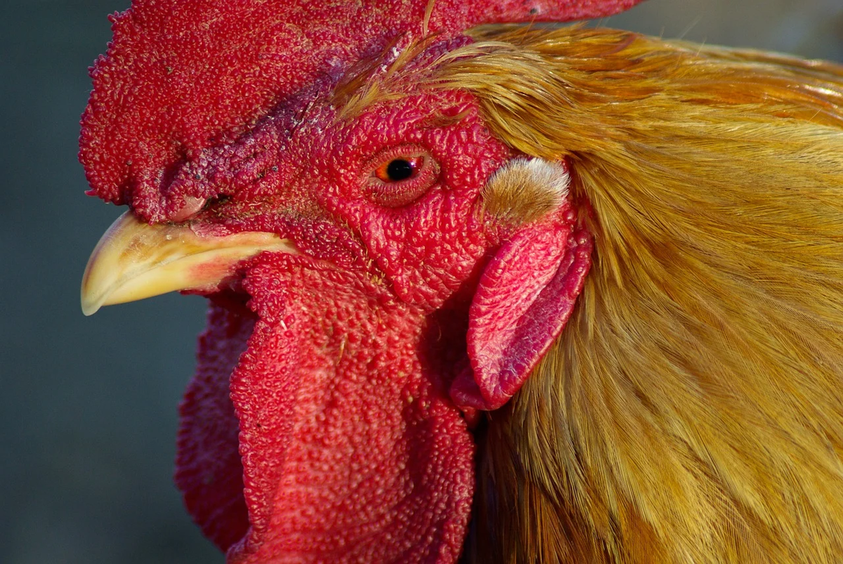 смотрит, как будто бы ненавидит всех и каждого. кажется, что сейчас геноцид устроит