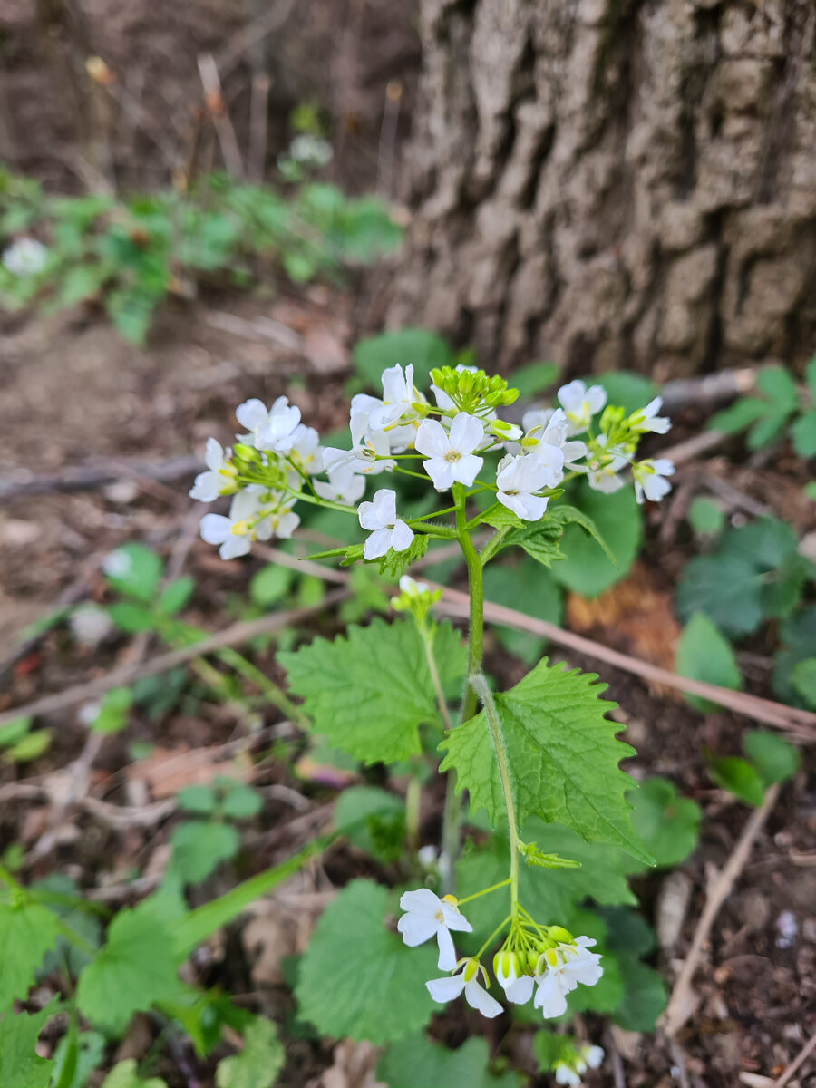 Чесночница черешковая 