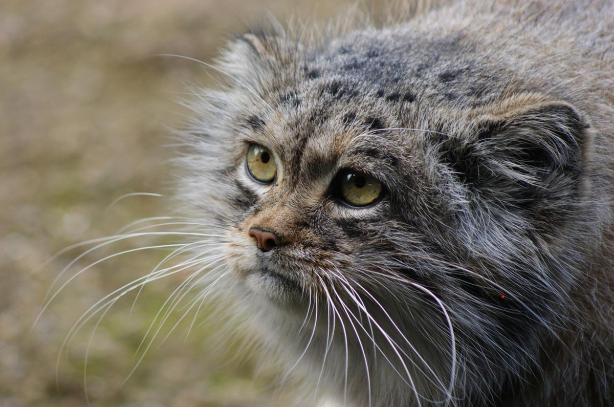 Фото pixabay.com