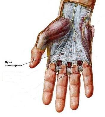 Вид ладонного апоневроза