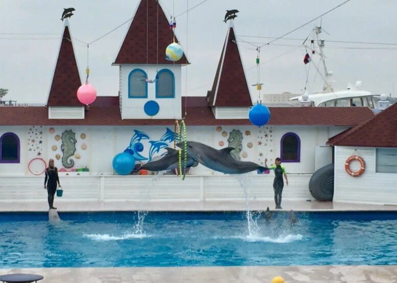 Шоу в дельфинарии на набережной Корнилова в Севастополе