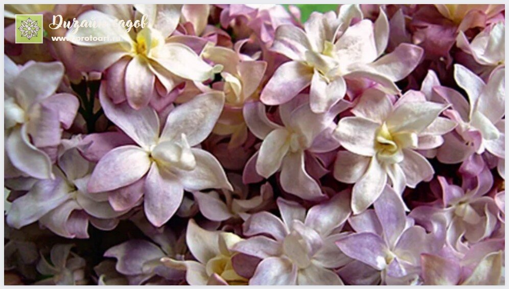 Сирень обыкновенная федерико гарсиа лорка. Сирень гарсиа лорка. Сирень федерико гарсиа. Сирень обыкновенная федерико гарсиа лорка. Сорт сирени гарсиа лорка.