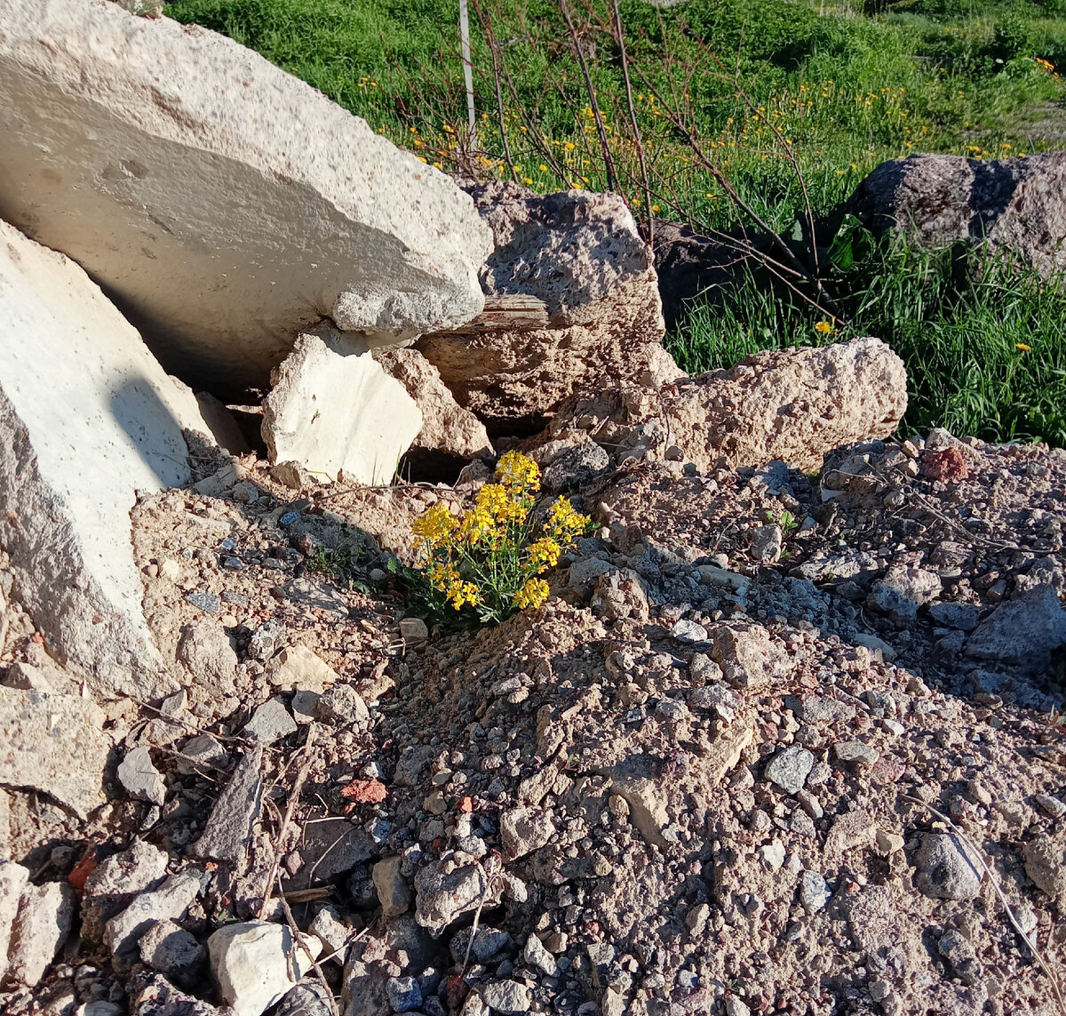 Ещё пару лет назад здесь была груда бетонных плит. А сейчас плиты постепенно разрушаются, и сквозь них даже прорастают цветы! /Фотография из личного архива/
