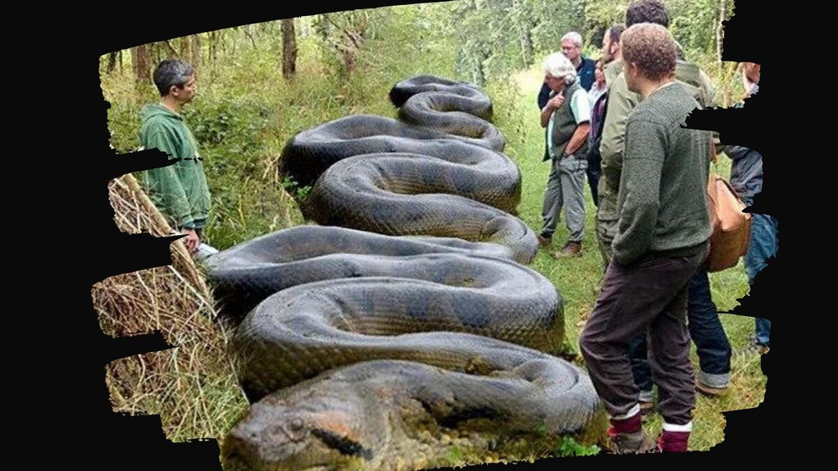 Змея из джунглей