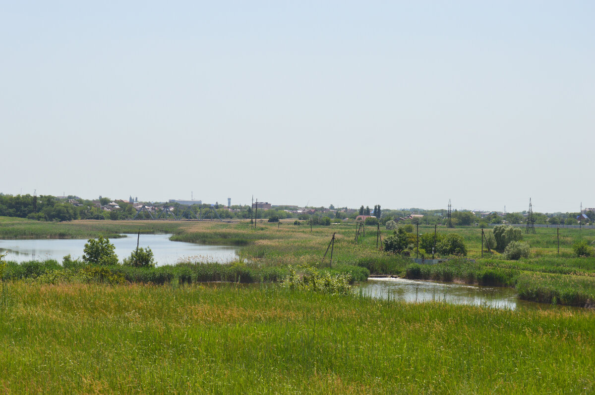 Фото автора. Кубань в начале лета. 01.06.2022.