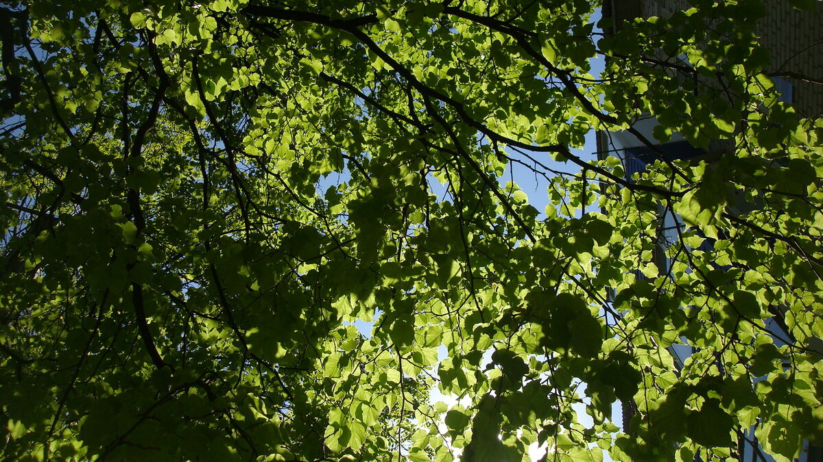 Под деревом