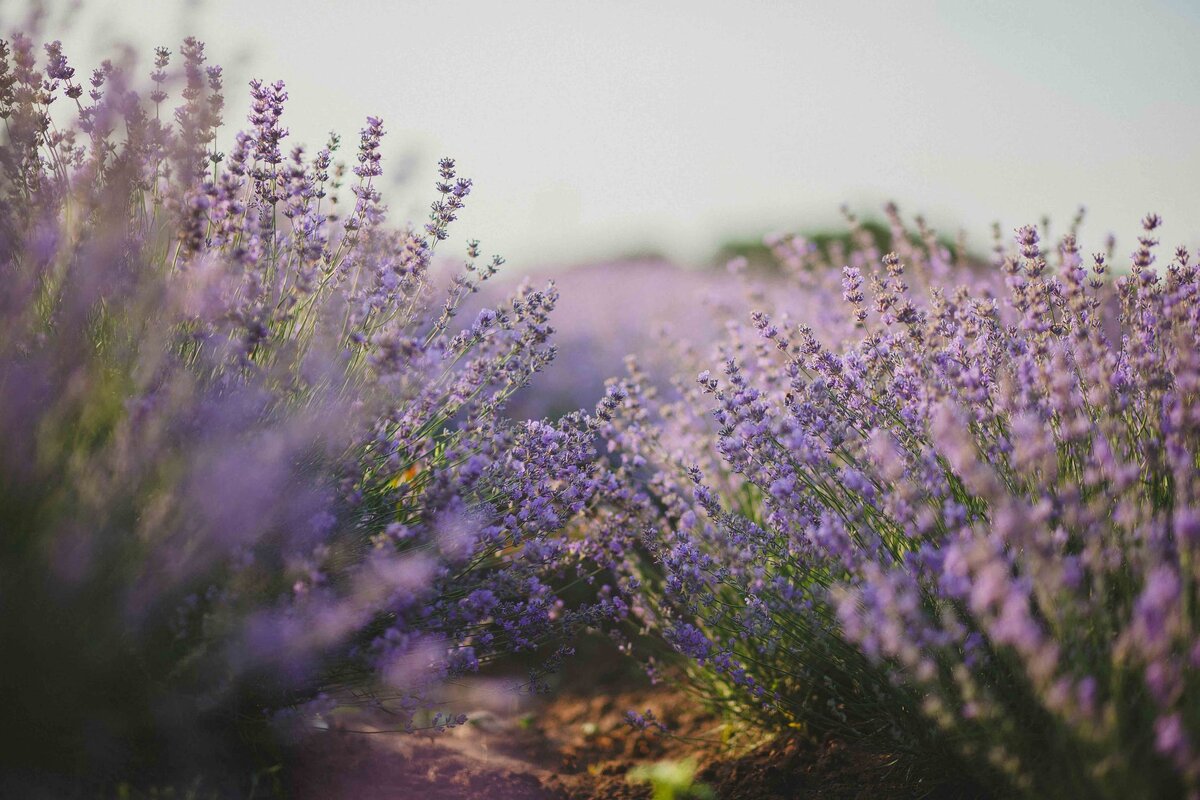 Фото: pexels.com