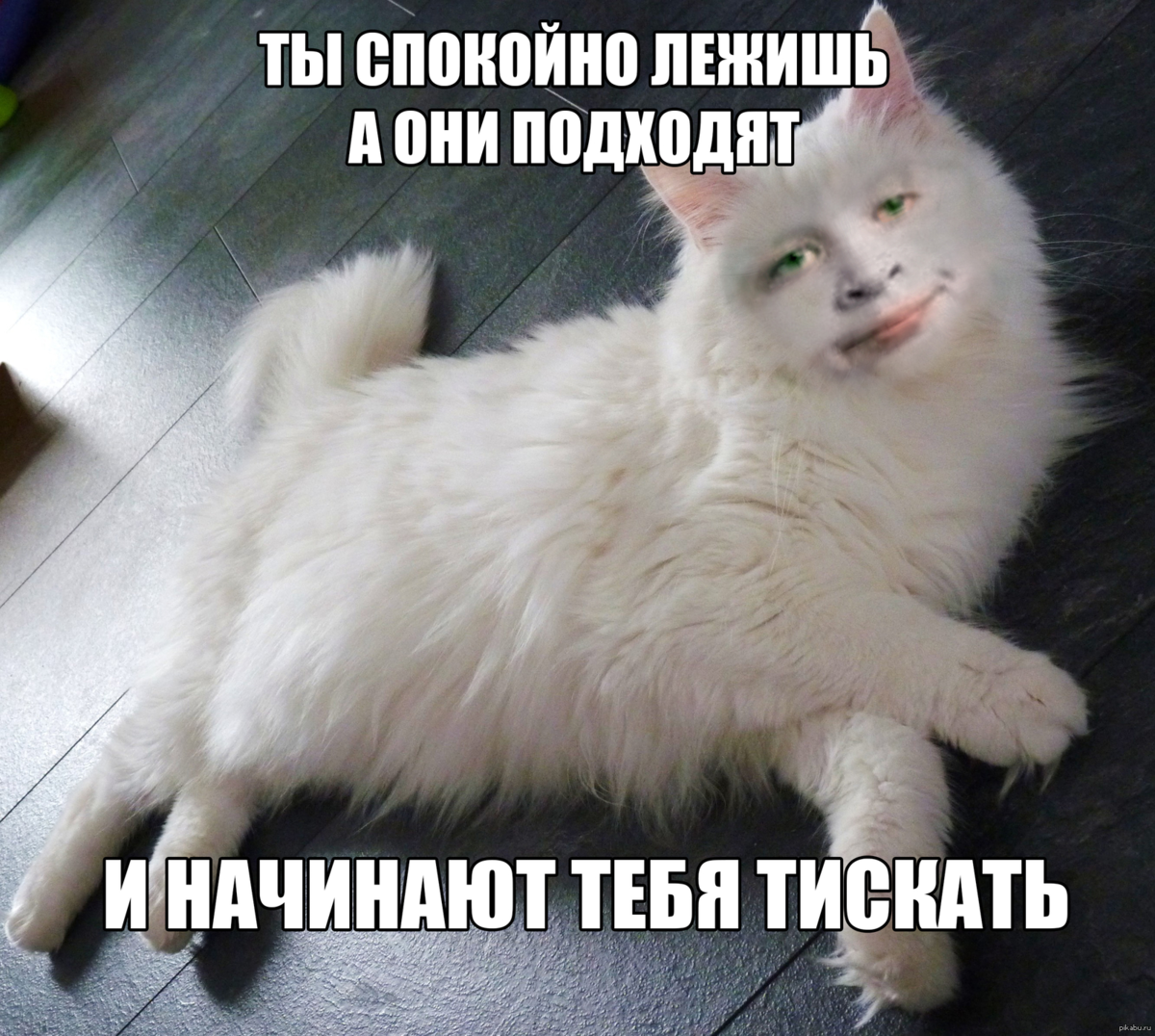 Картинки с котиками мемы