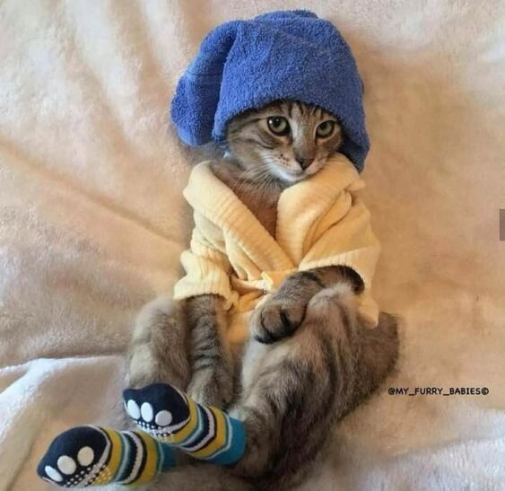 Котята, сидите смирно и не балуйтесь!