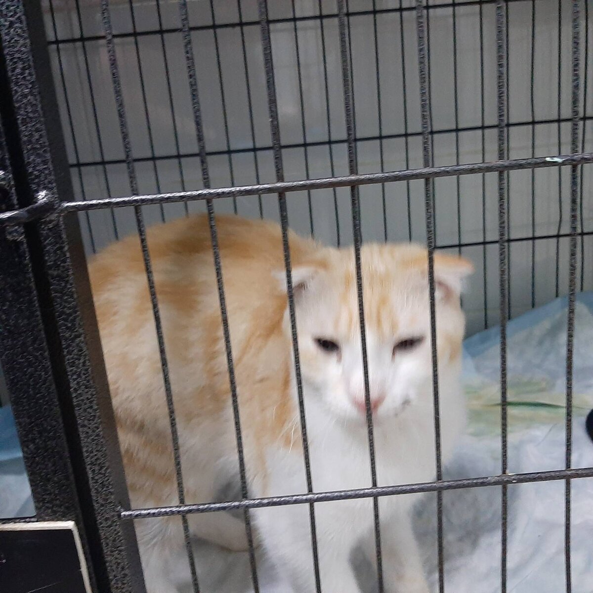 Англичанин малыш 