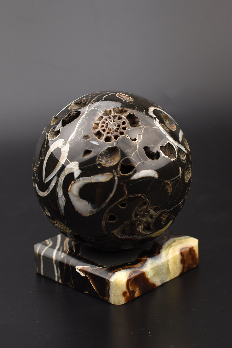 Аммониты соседствуют с двустворчатыми ракушками.