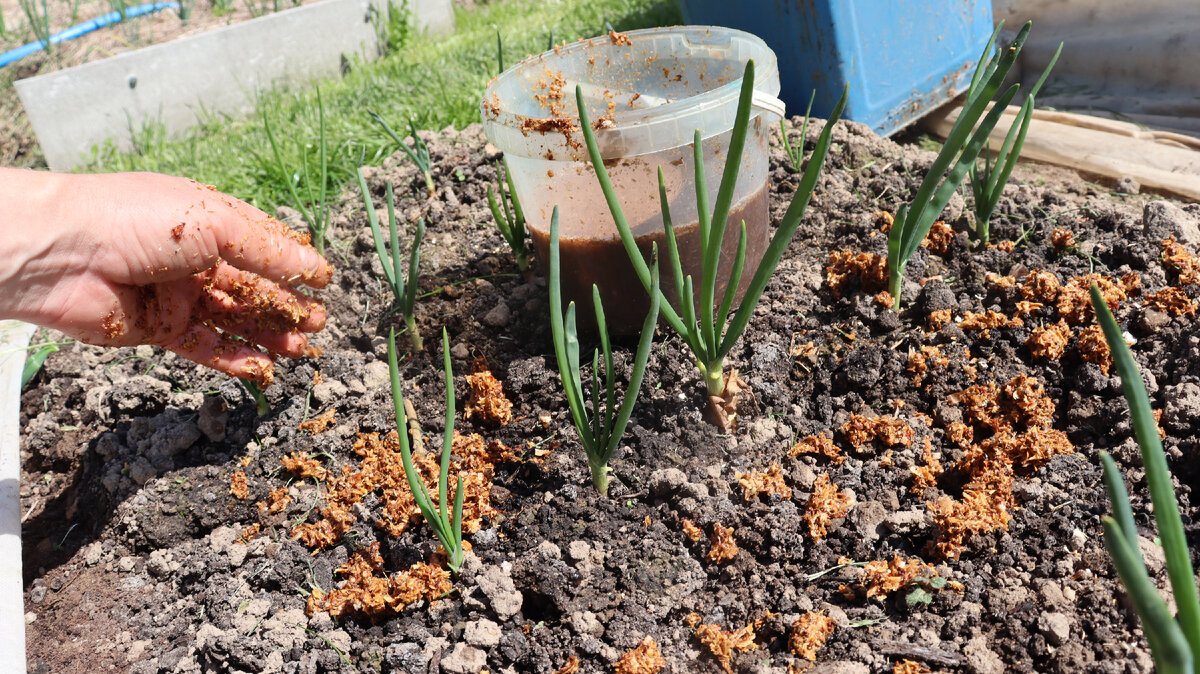 Хороший способ бороться с надоедливым вредителем.