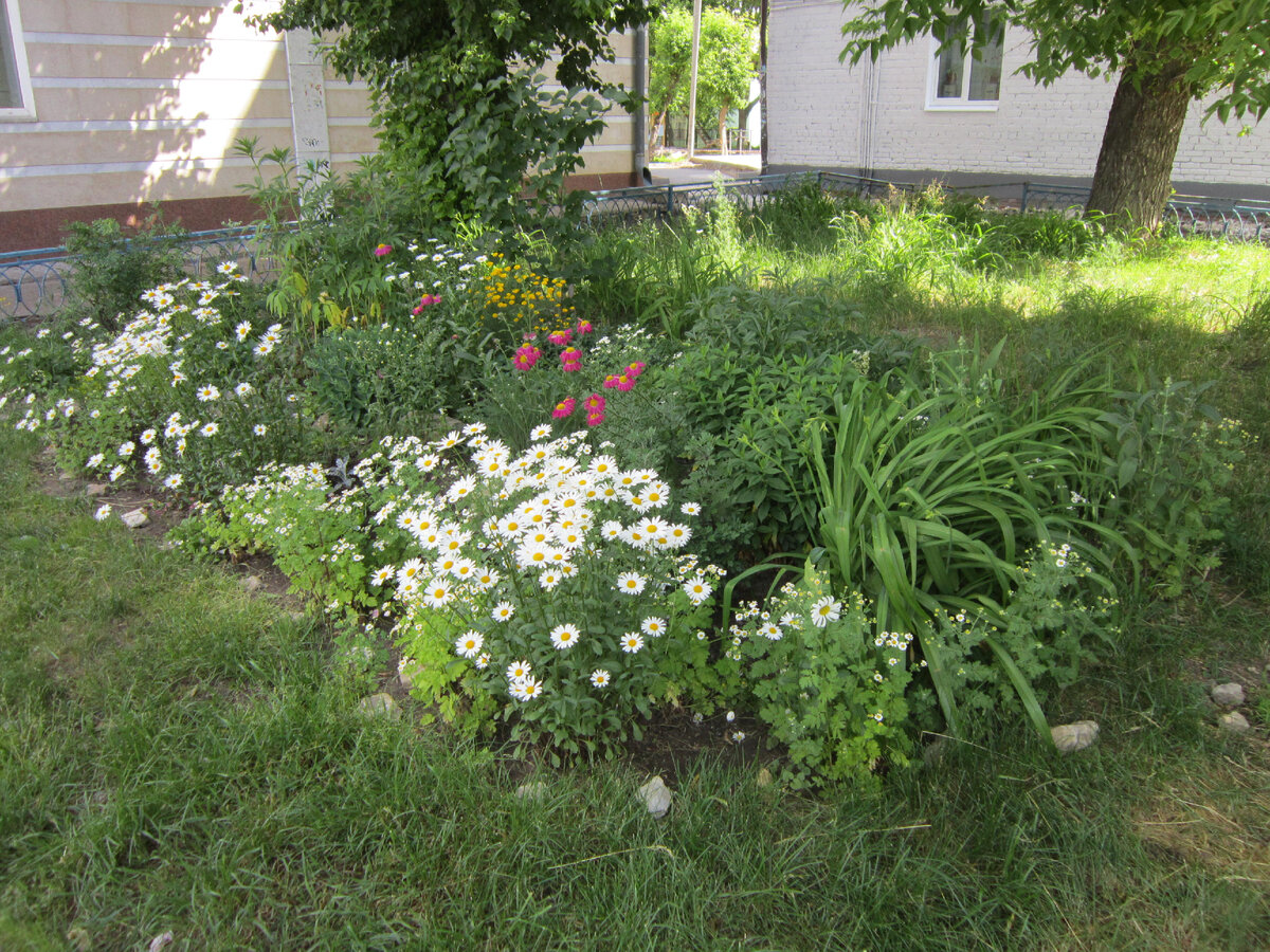 Цветник одной доброй женщины