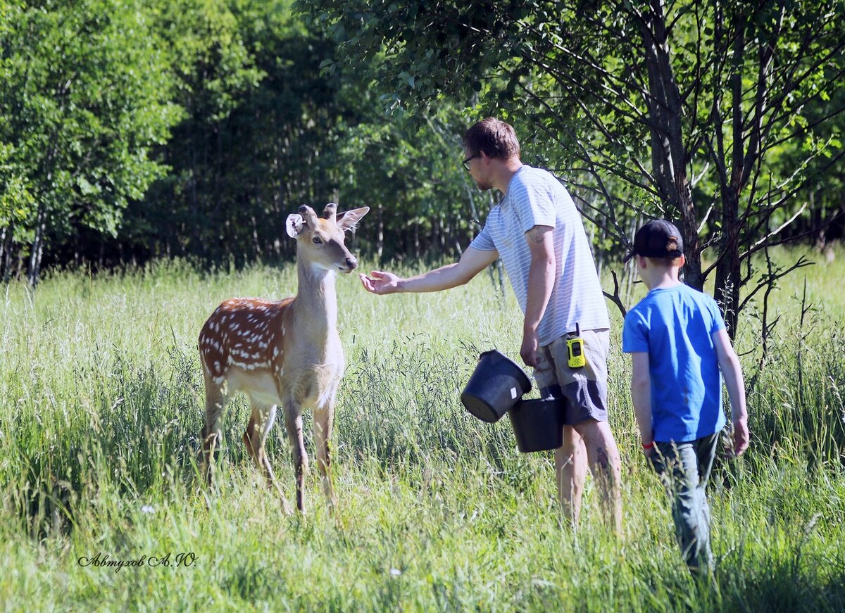 Подмосковный сафари-парк деревня клемятино. Подмосковный сафари парк можайск. Подмосковный сафари парк клемятино. Подмосковный сафари парк можайское. Сафари парки в подмосковье с животными.