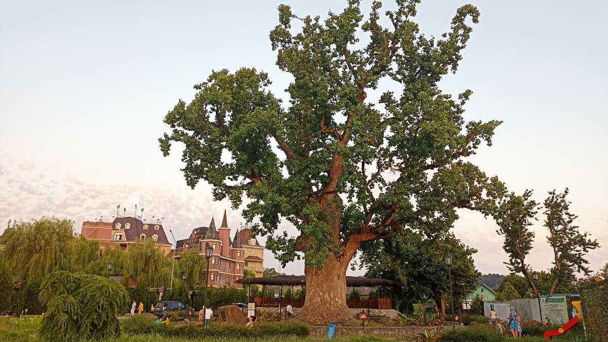 Тюльпановое дерево (лириодендрон), за заднем плане наш отель "Замок у моря" 