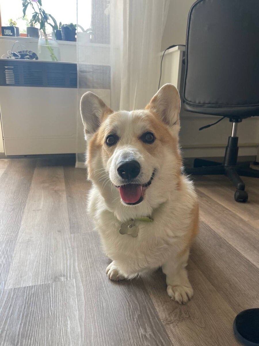 Корги-терапия в действии