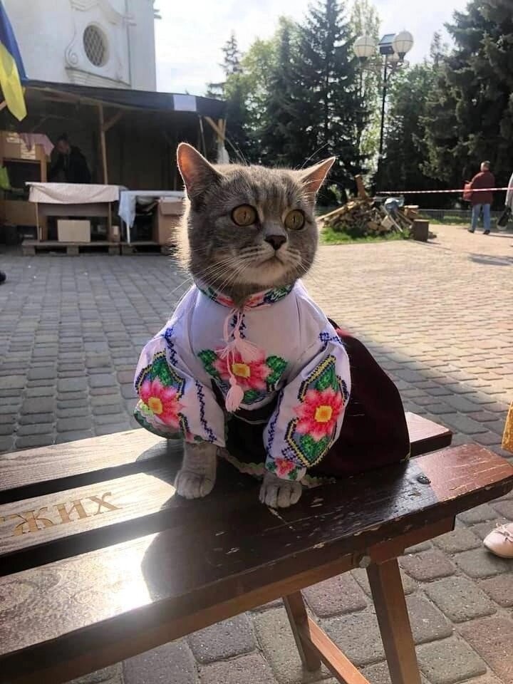 иллюстрация из яндекс картинки.