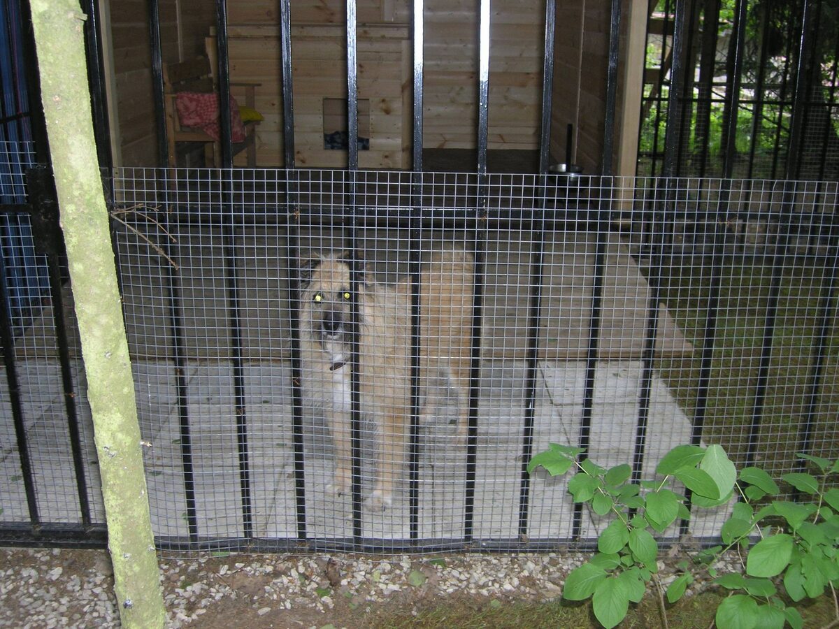 Слепой Тимка появился у нас летом 2017 года...