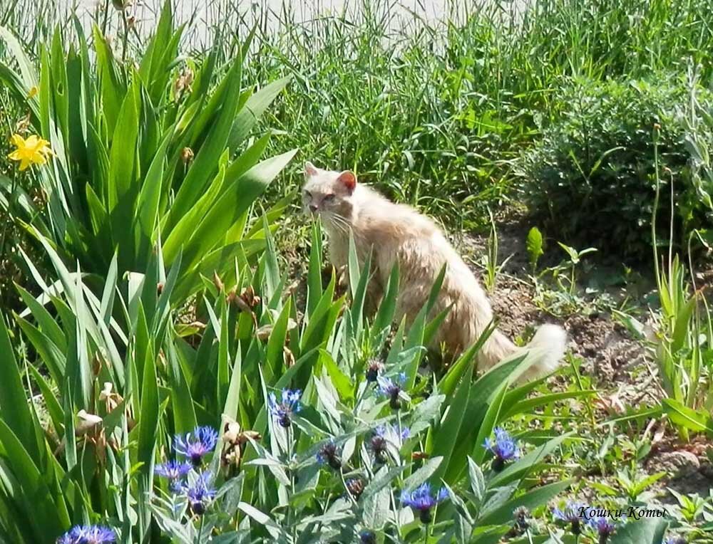 Где ты, Вася-Василек