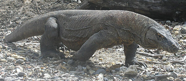 Ящерица серый варан. Комодский варан вараны. Комодский варан дракон. Комодский варан. Комодский варан вараны.