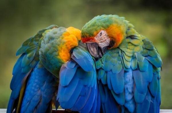 Источник фото: фото из открытых источников 