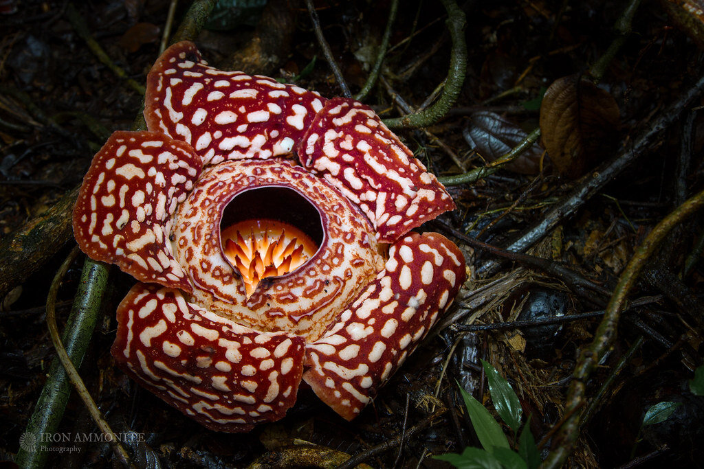         (Rafflesia)    (Rafflesiaceae)     (Malpighiales).-5-6