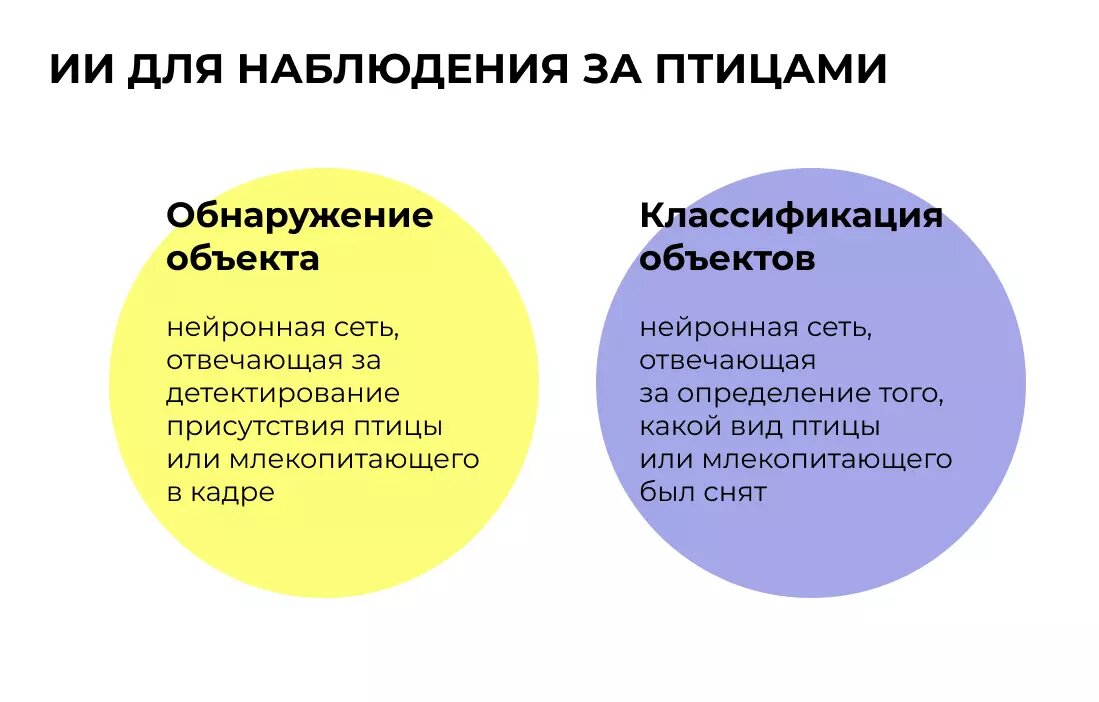 Схема ИИ-проекта по наблюдения за птицами
