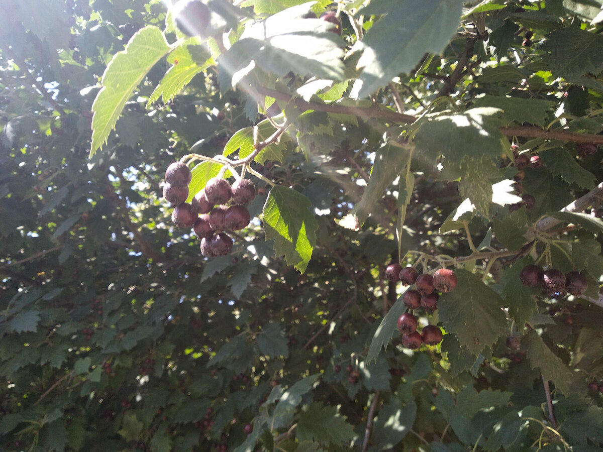 купальник потом сфоткаю, сушится ещё)) а это вот, утренние лучи солнца) ну, почти утренние