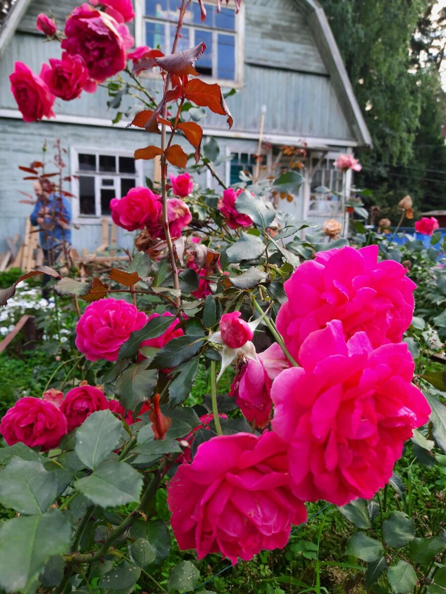 А здесь я хотела увидеть розу Глория Дей.