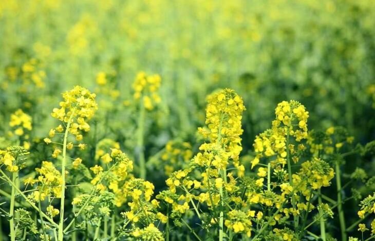    Капуста в огороде подсказала способ защиты рапсовых полей от килы крестоцветных