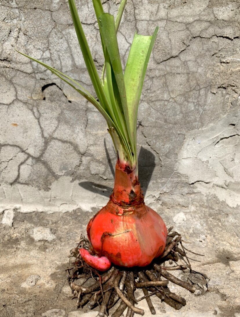 Фото автора. Обработанная и подготовленная луковица к посадке.