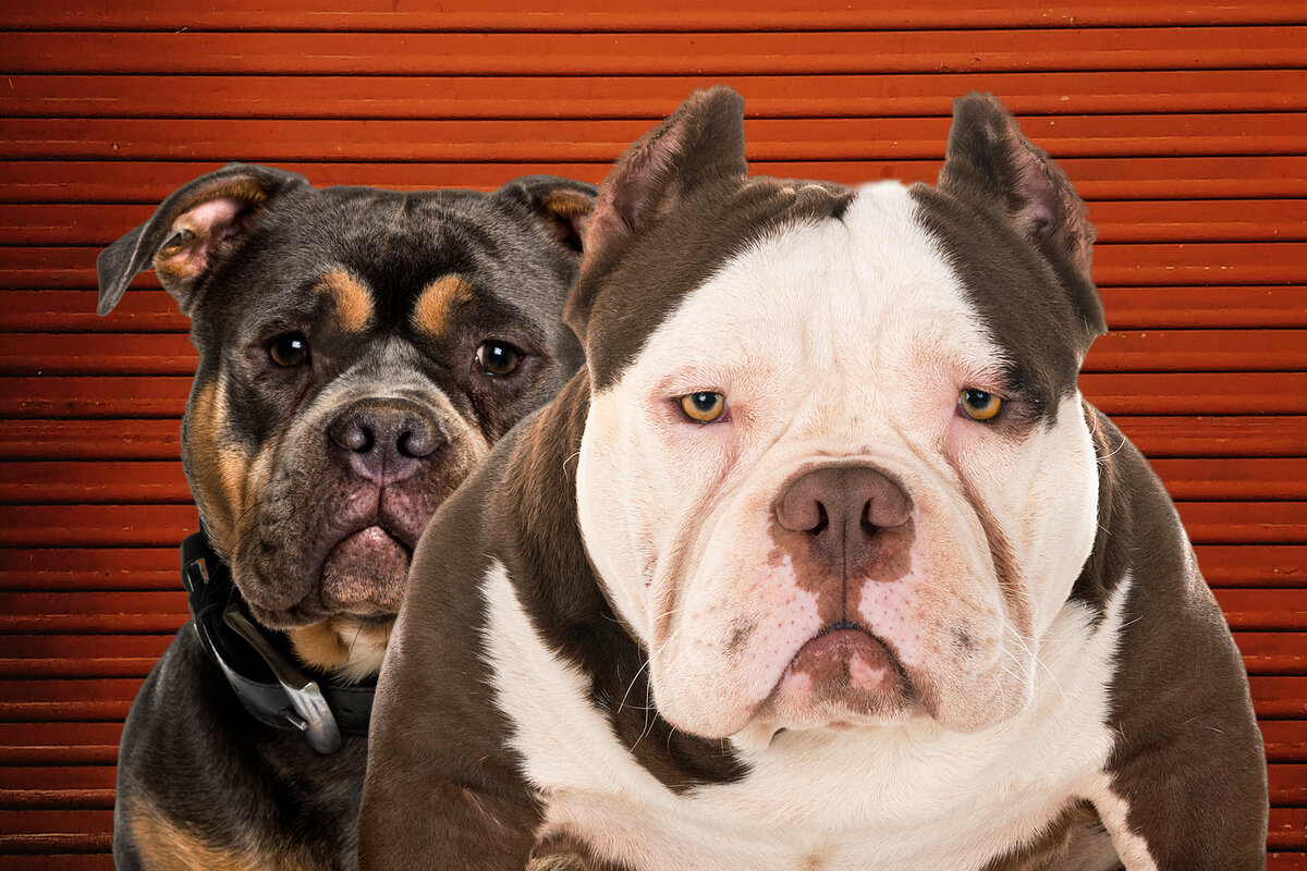 Такие разные булли. Коллаж автора.