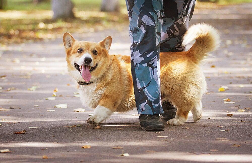 Яндекс. Картинки.