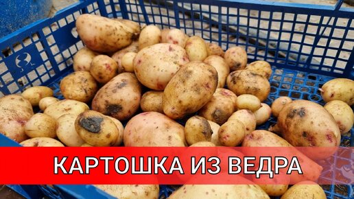 картошка в емкости на улице дала намного больший урожай нежели картошка которая росла дома