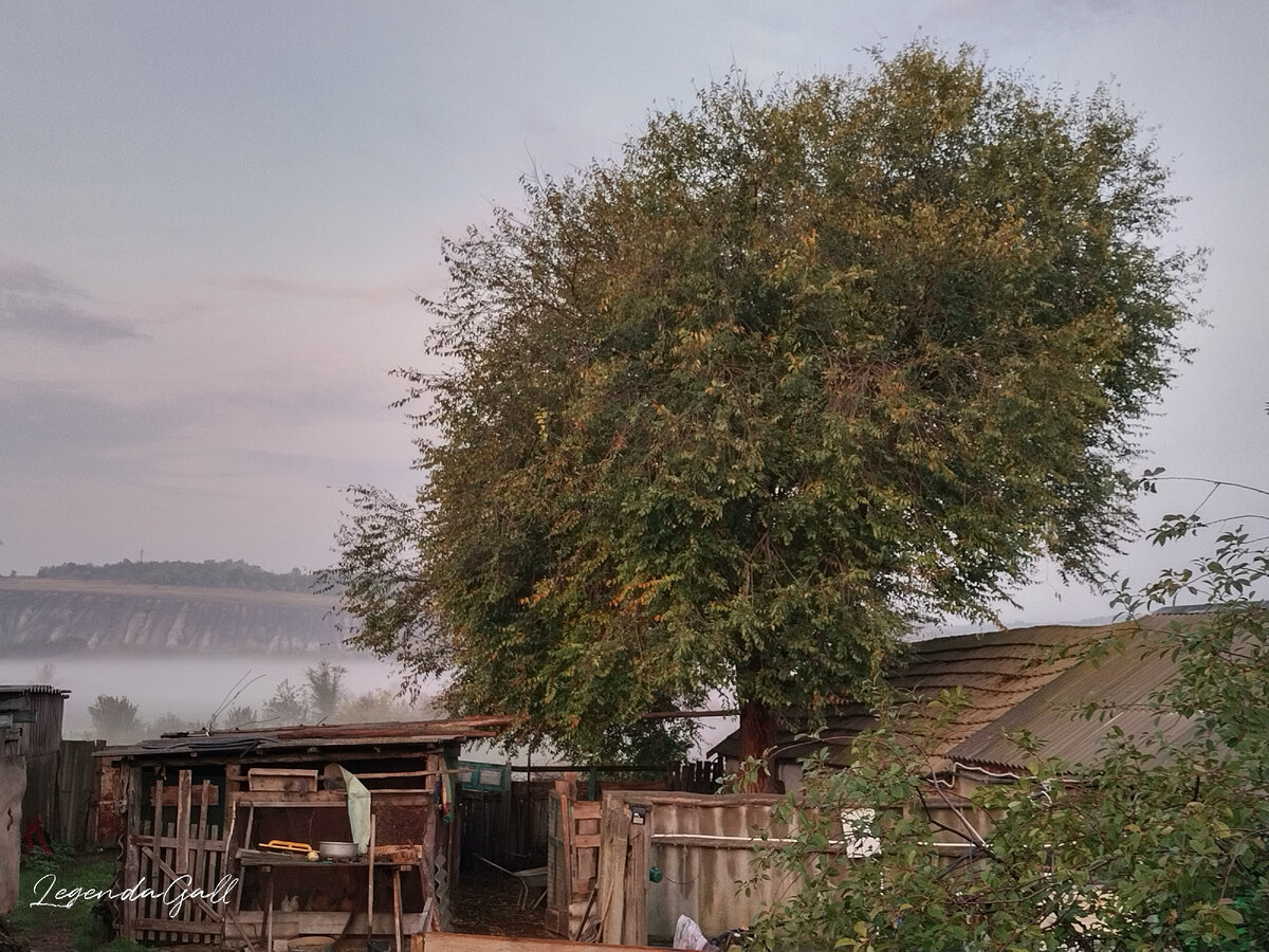 Ёжик на фоне тумана