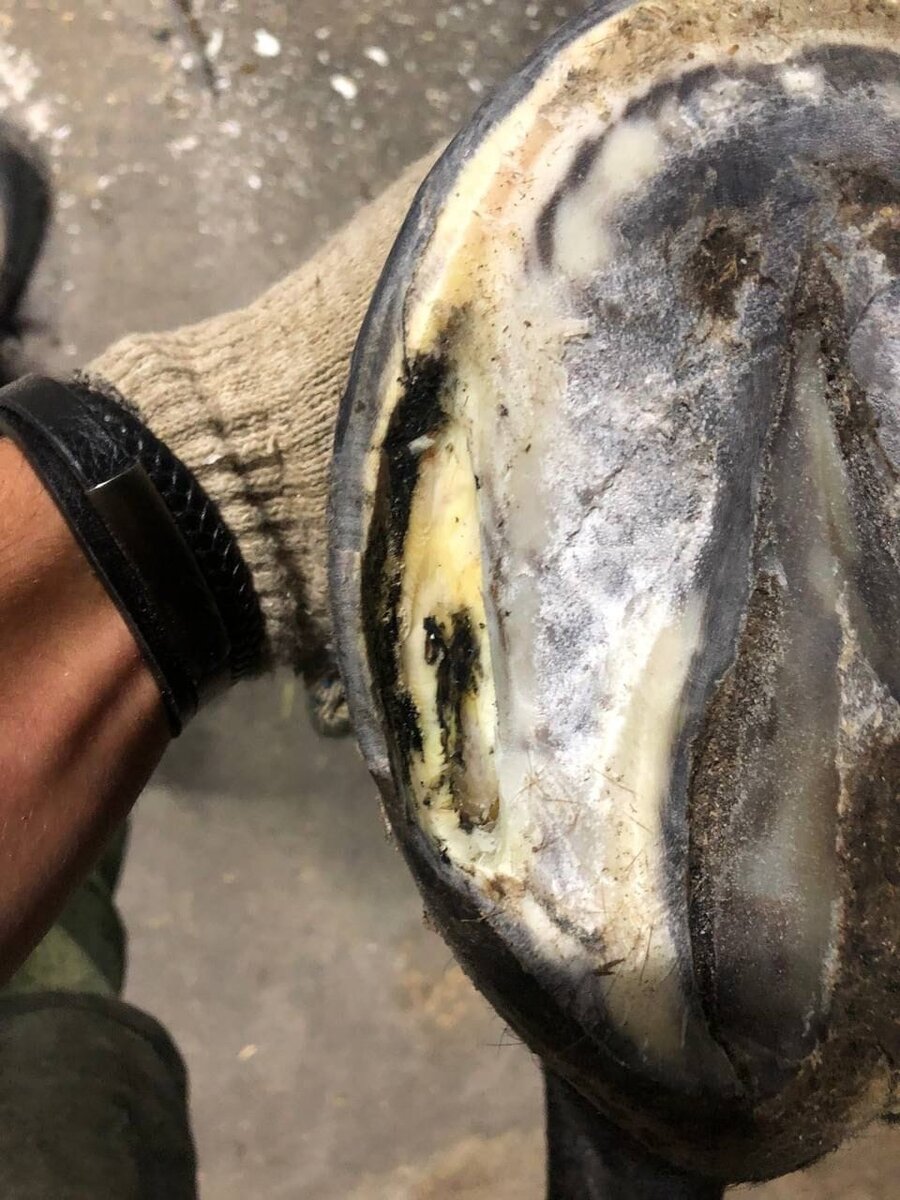 Фото из личного архива. Достаточно глубокое поражение белой линии. Раскрывать не стал: купорос все исправил.