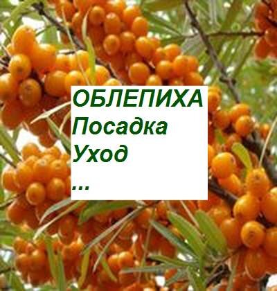 облепиха, посадка и уход