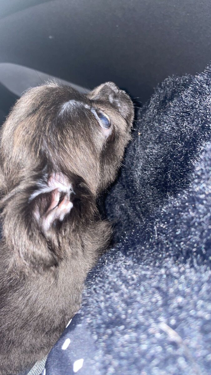 Бетти едет домой. Мы изучаем её, а она нас.