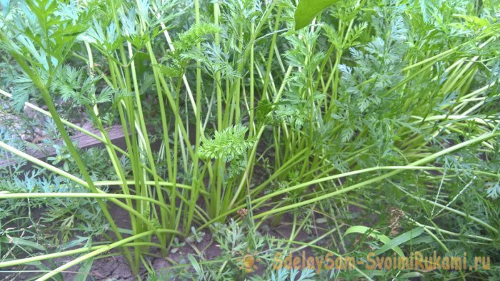 Выбор подходящей сортовой группы моркови