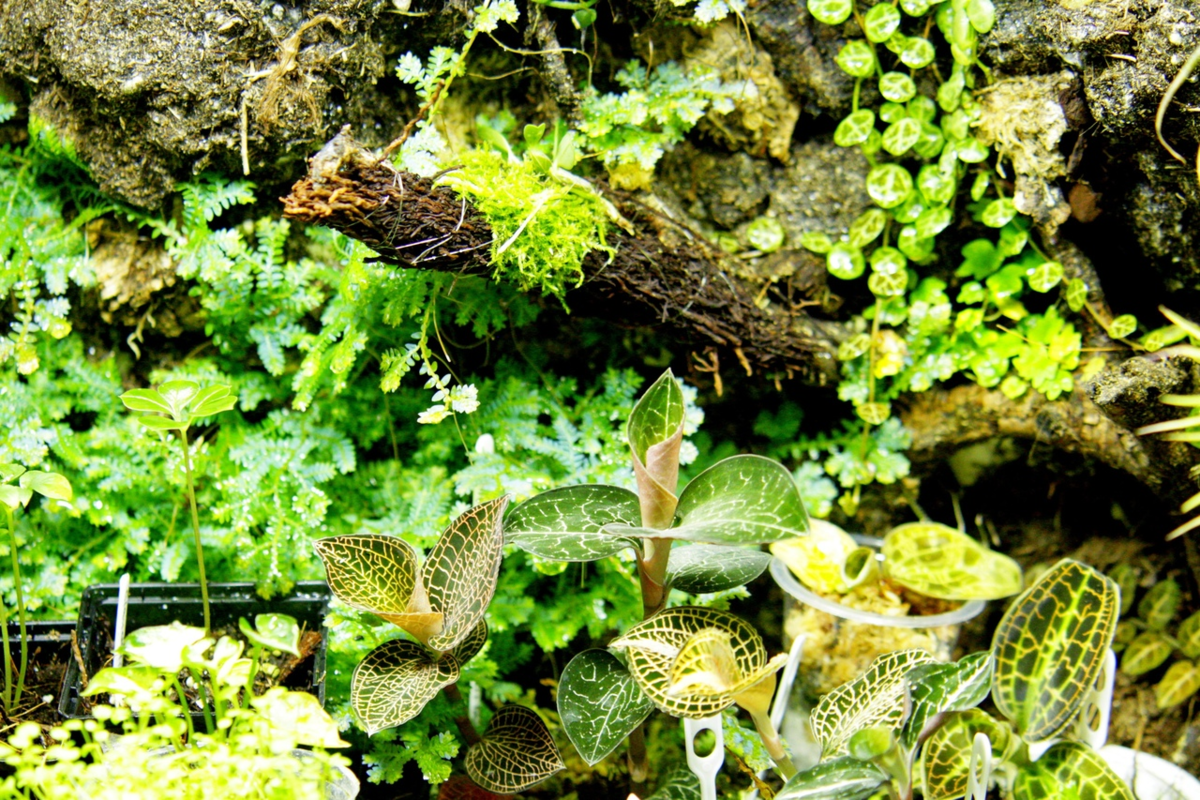 Фото и коллекция masteritayaplants