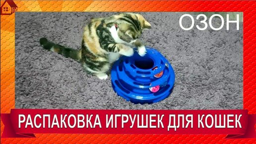 кошки видео